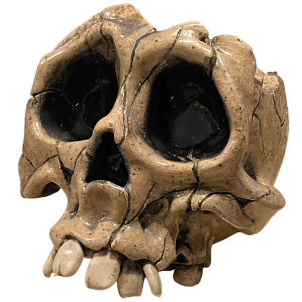 Front - Trepanning Accident Skull - VanTiki - Handmade Edition